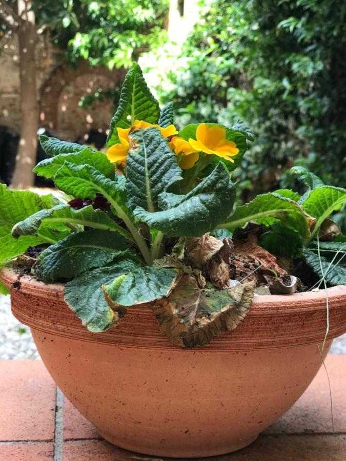 شقة Hostly - Garden House Near The Tower - Historical House With Private Garden بيزا المظهر الخارجي الصورة